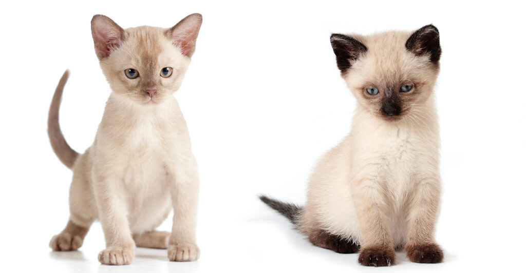 Siamese: small cat breeds