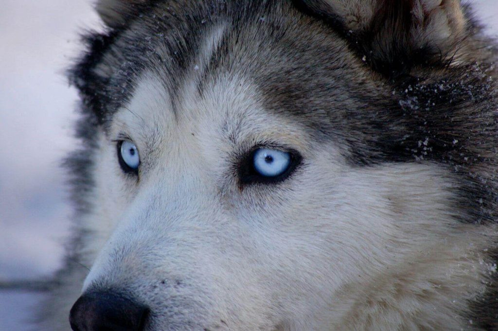Huskies: top 10 best guard dogs