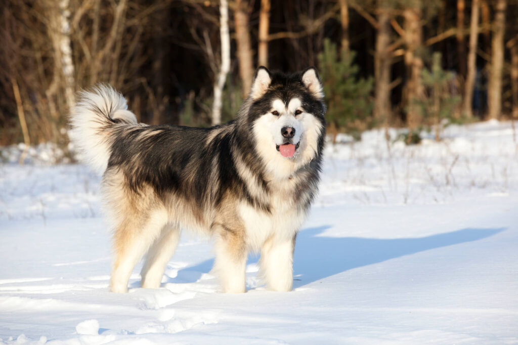 Alaskan Malamutes: top 10 best guard dogs