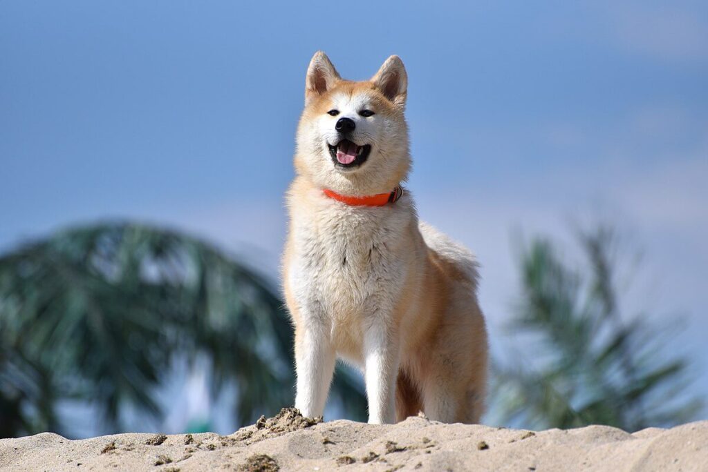 Akita: top 10 best guard dogs