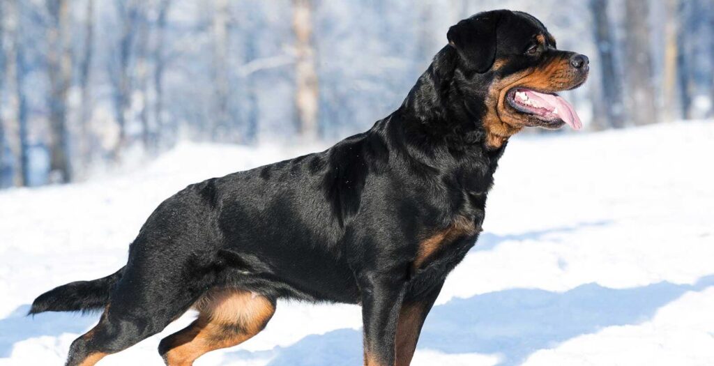 Rottweiler: top 10 best guard dogs