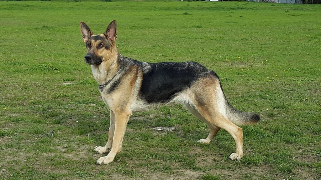 German shepherds: top 10 best guard dogs