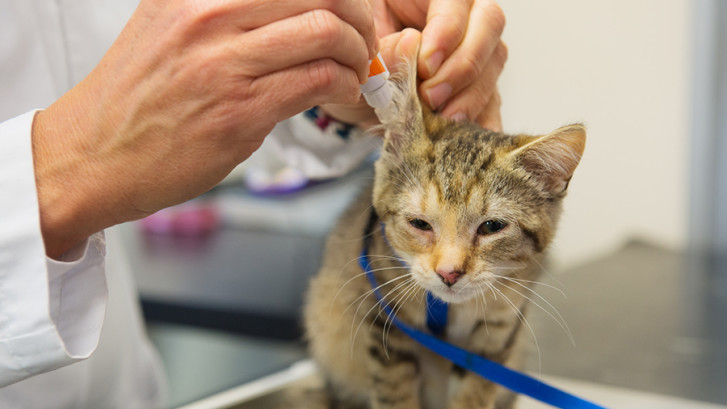 Parasites and Ear Infections in cats