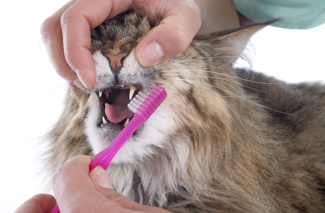Oral Problems in cats
