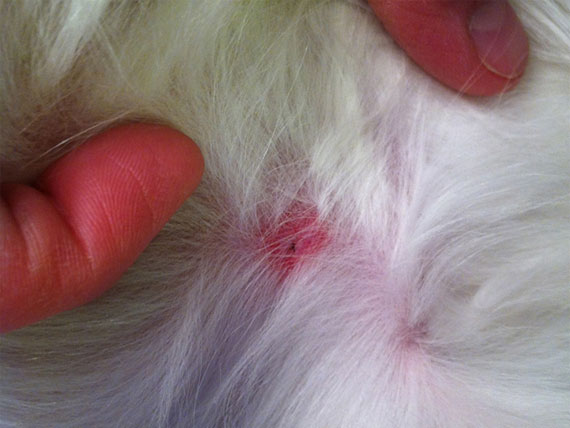 Insect Bites in cats