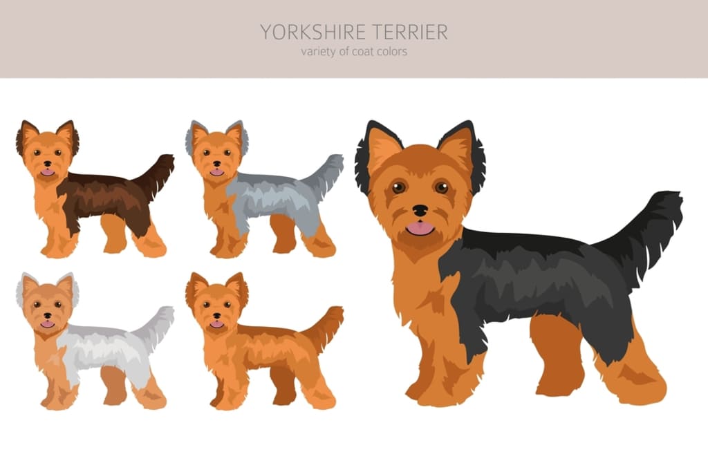 Coat and Color of Yorkshire Terrier