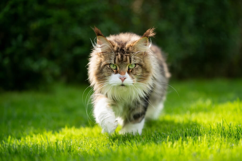 Maine Coon Cat Breed appearance