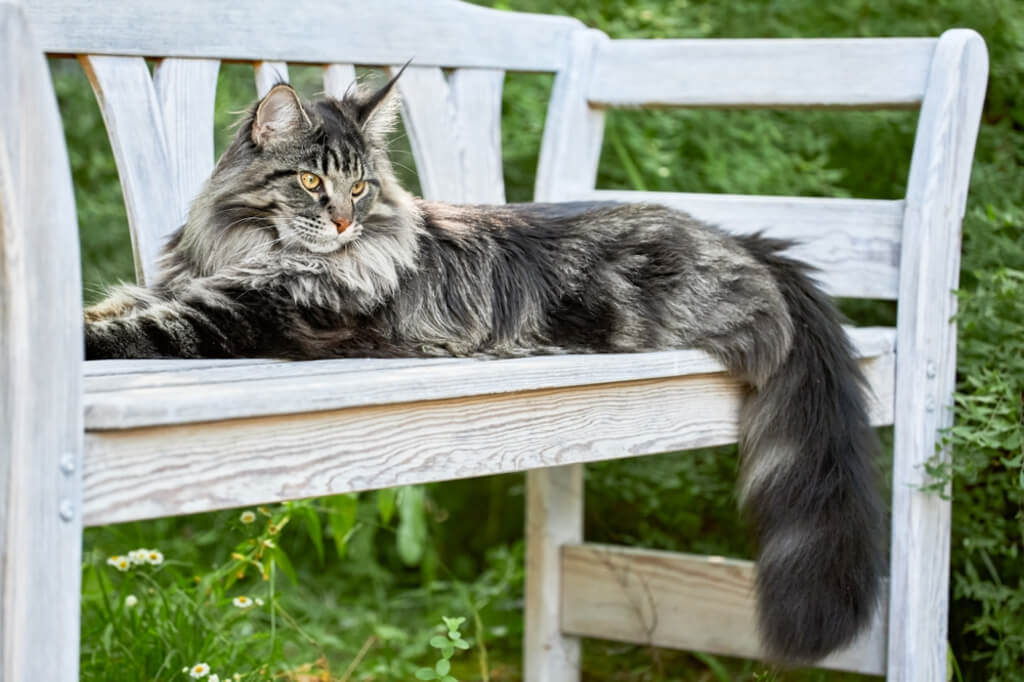 Maine Coon Cat Breed facts