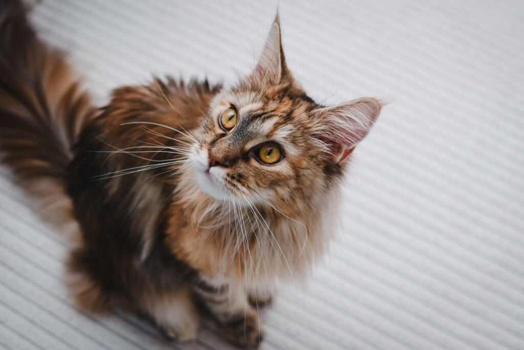 Maine Coon Cat Breed history