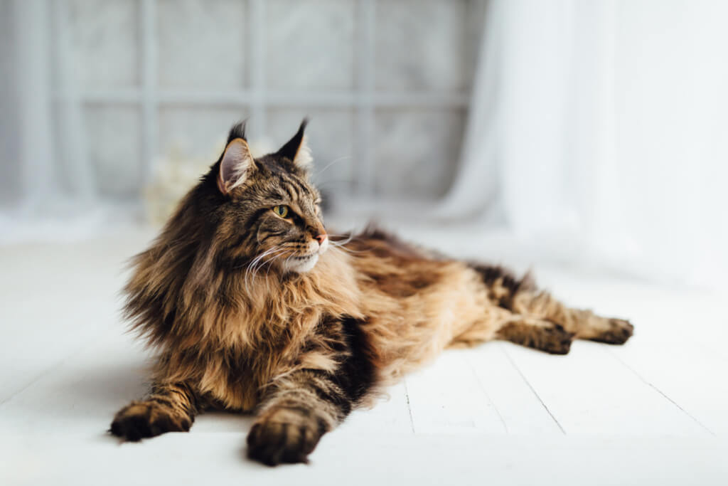 Maine Coon Cat Breed overview