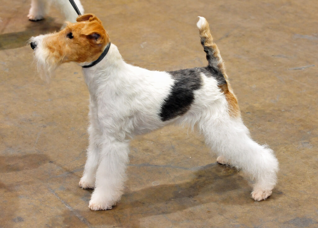 Fun Facts About Rat Terriers: