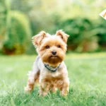 Yorkshire Terrier Dog Breed