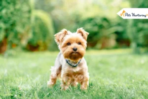 Yorkshire Terrier Dog Breed