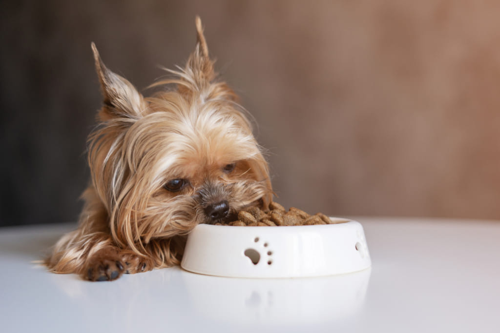 Yorkshire Terrier with a Food Bowl