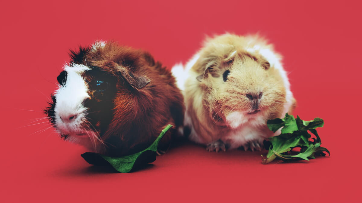 Abyssinian Guinea Pig