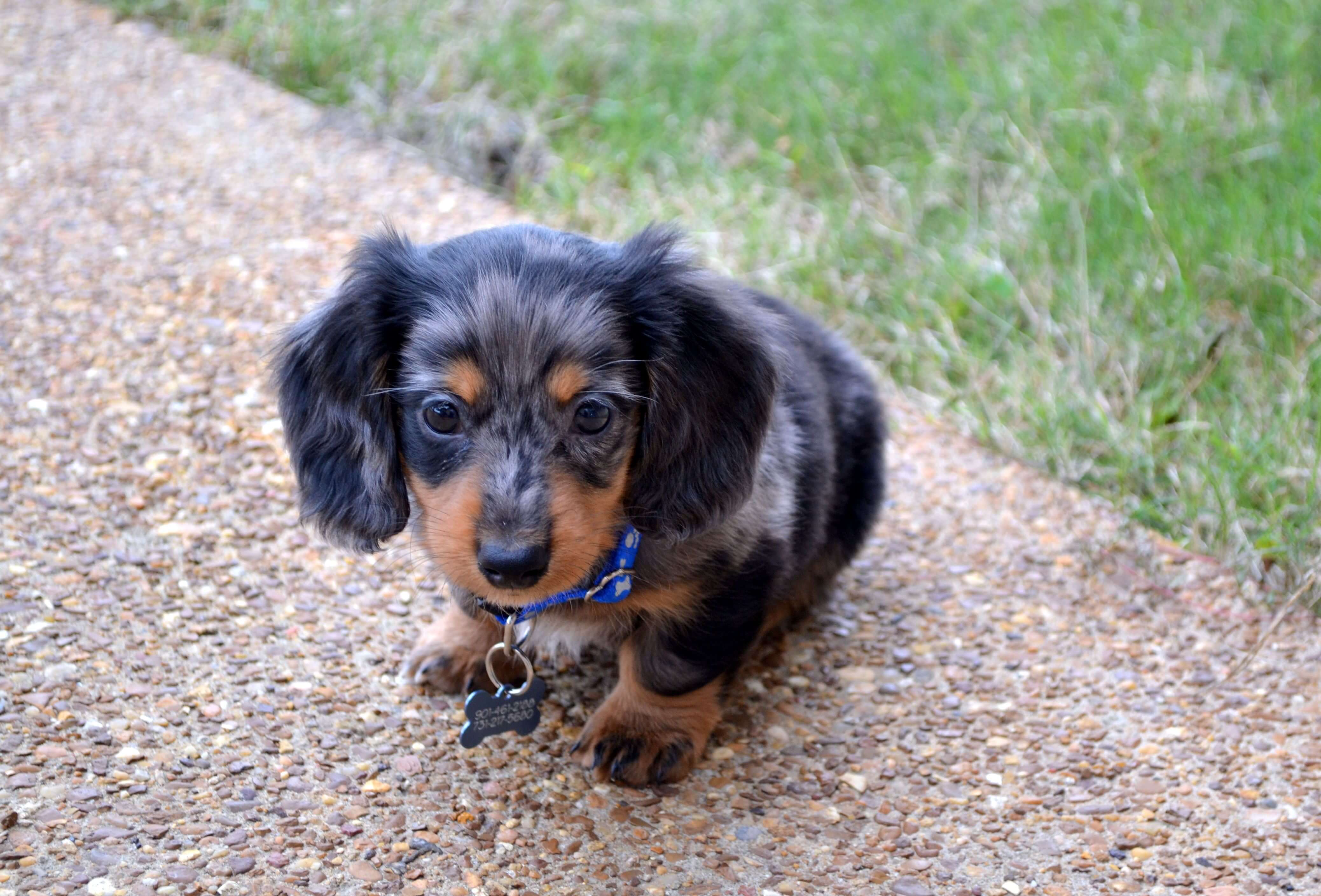 Mini Dachshund: Best Small House Dogs