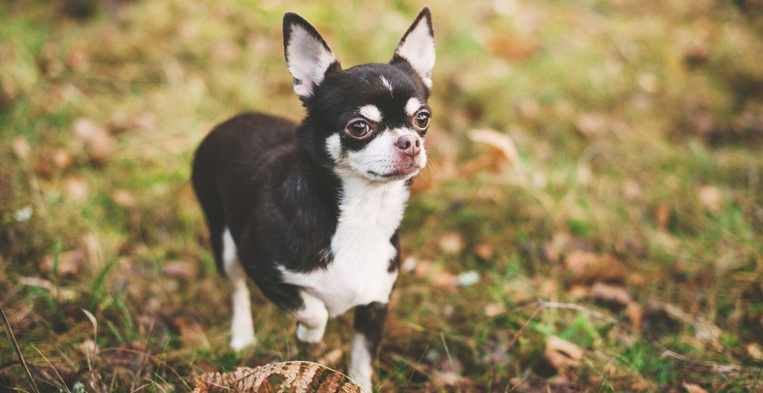 Chihuahua: Best Small House Dogs