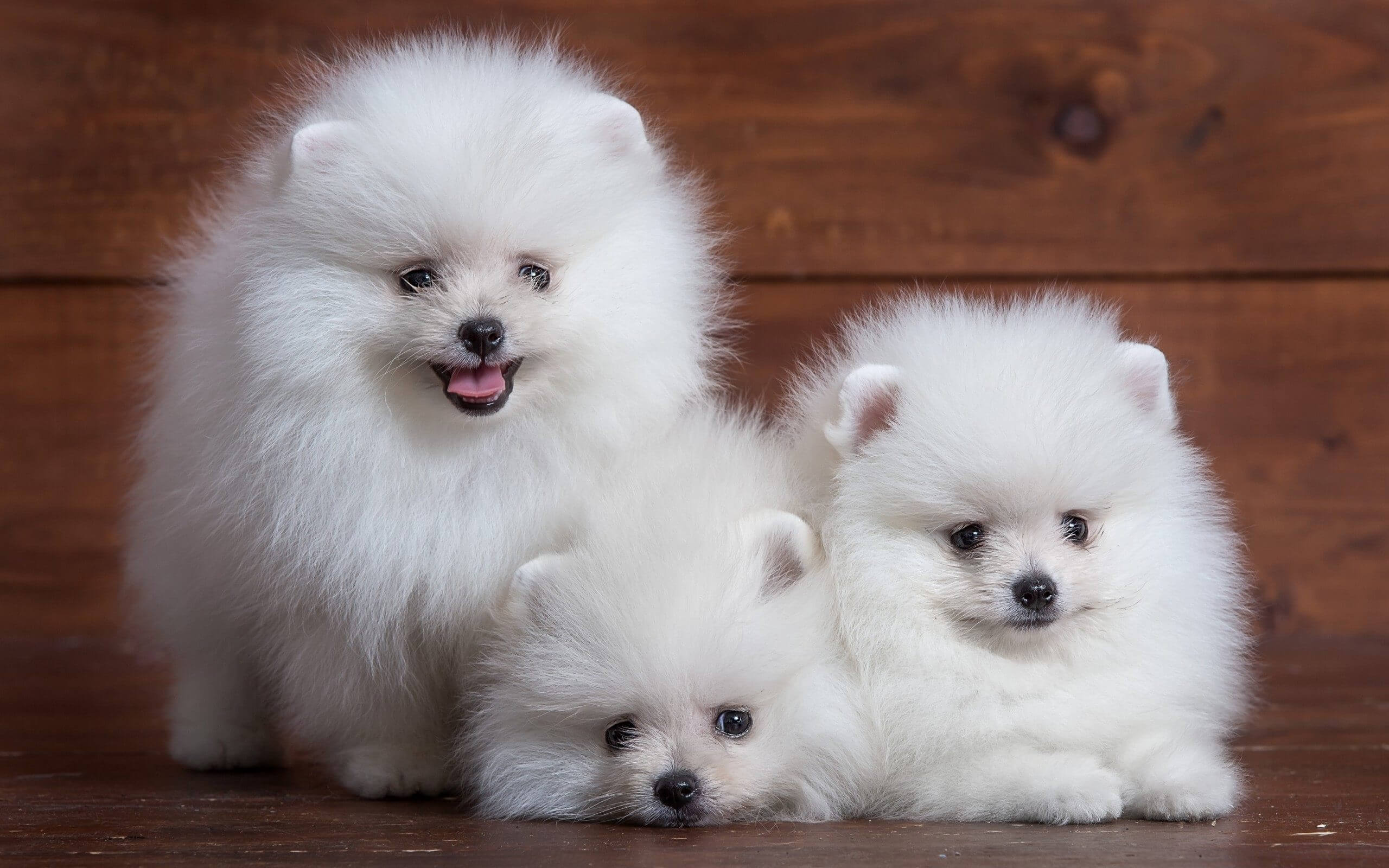 Pomeranian: Best Small House Dogs