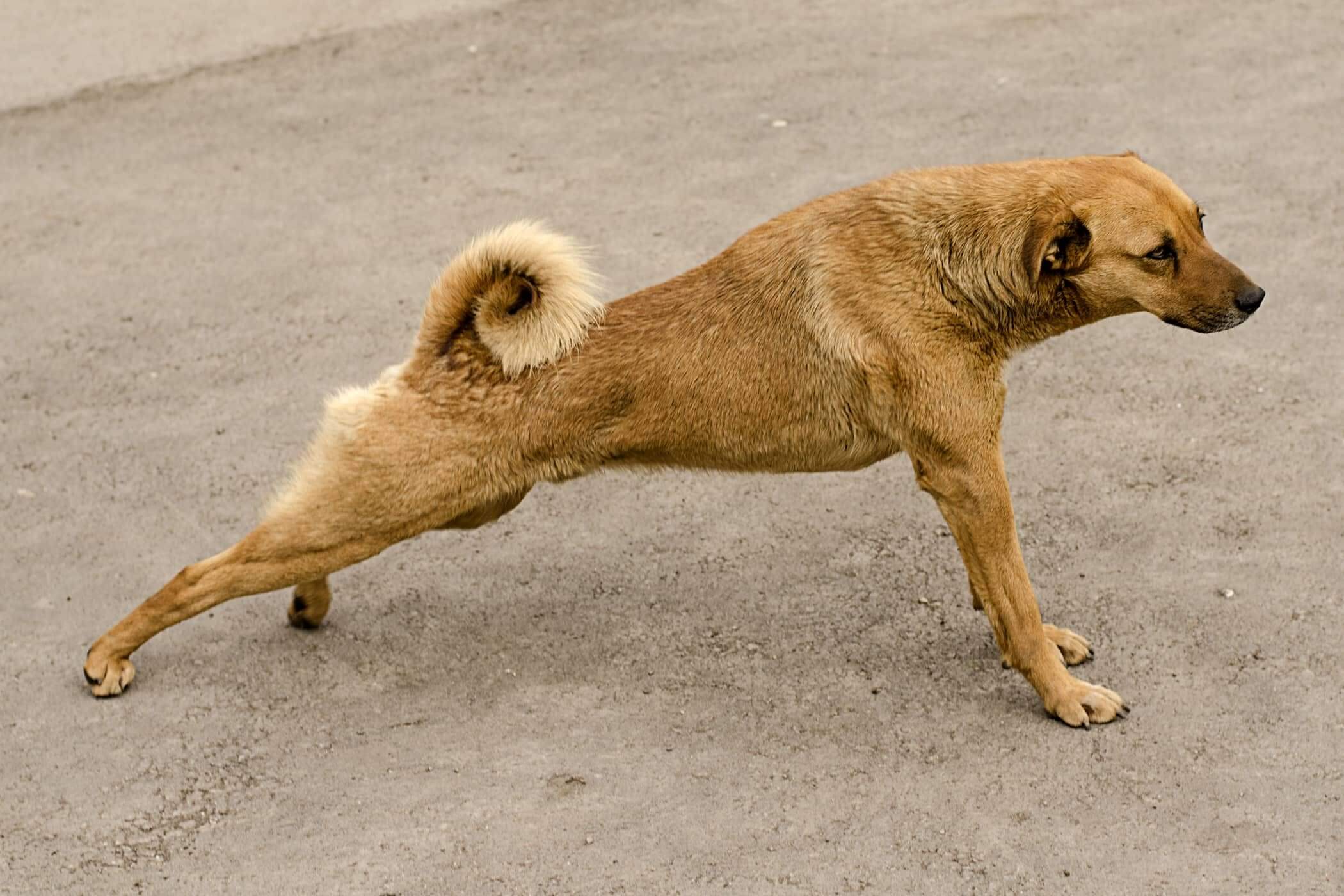 Dog Limping Back Leg