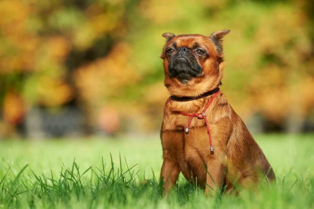 Hypoallergenic Dogs: Brussels Griffon