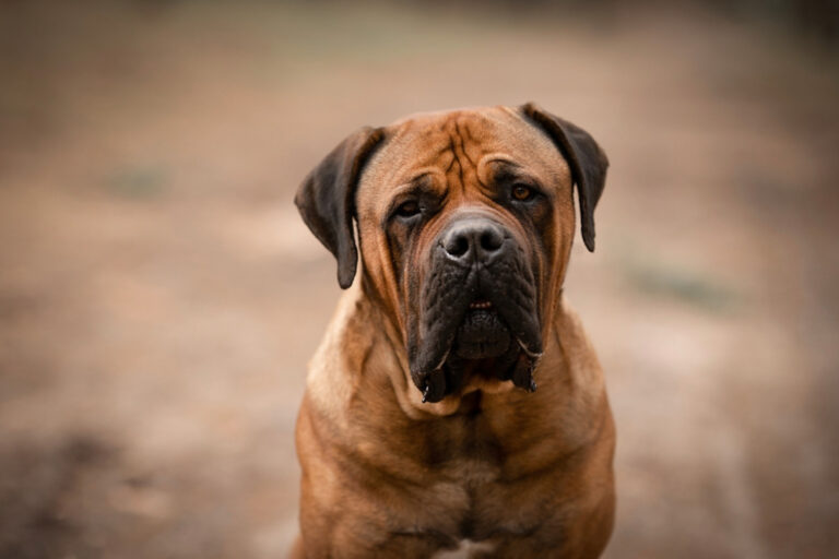 South African Boerboel: Everything You Need to Know - Pets Nurturing