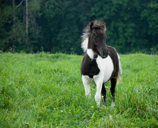All You Need To Know About Miniature Horse - Pets Nurturing