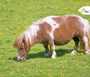 Miniature horse