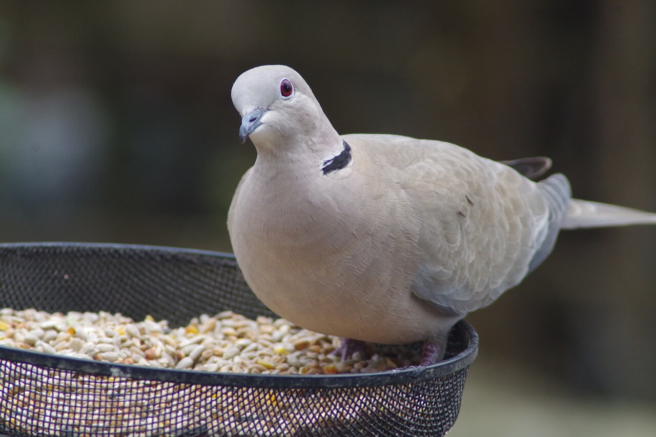  Care of Ringneck Dove