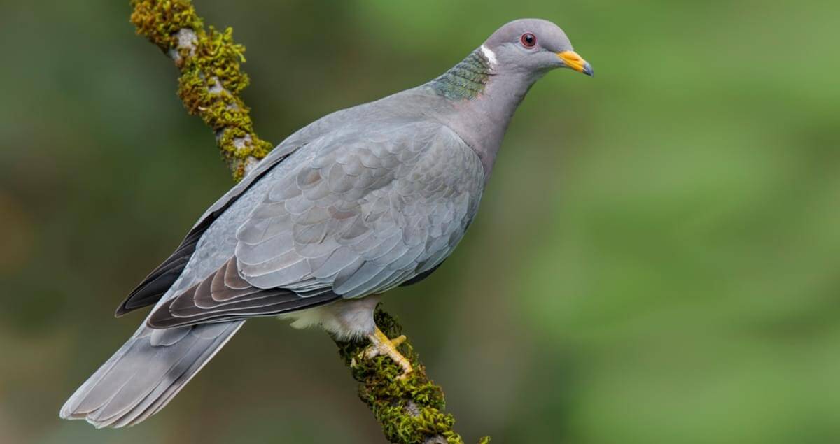 Identity of Ringneck Dove