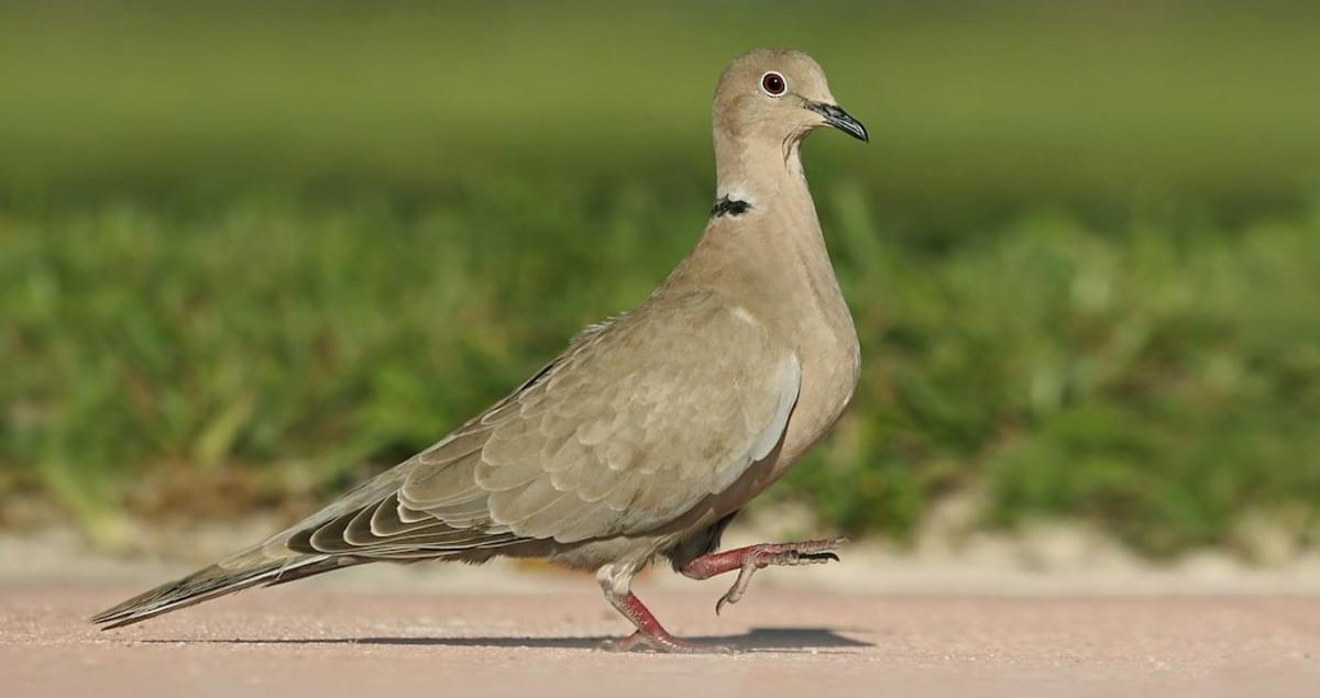 Behavior of Ringneck Dove