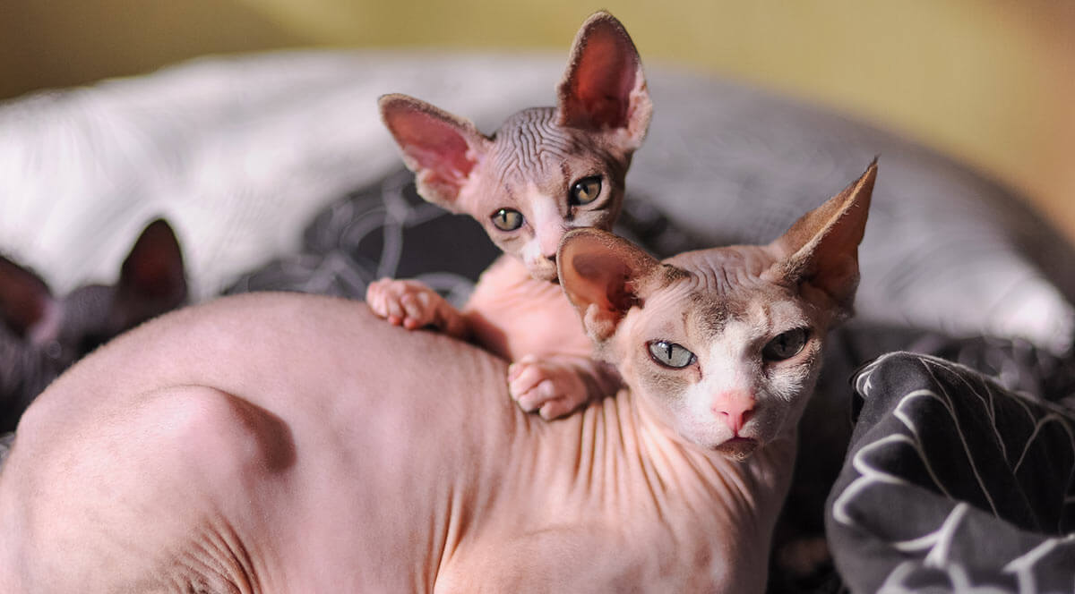 Personality of Sphynx Cat