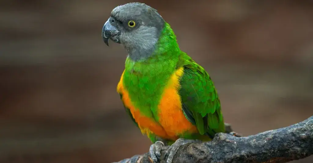 all types of parrot