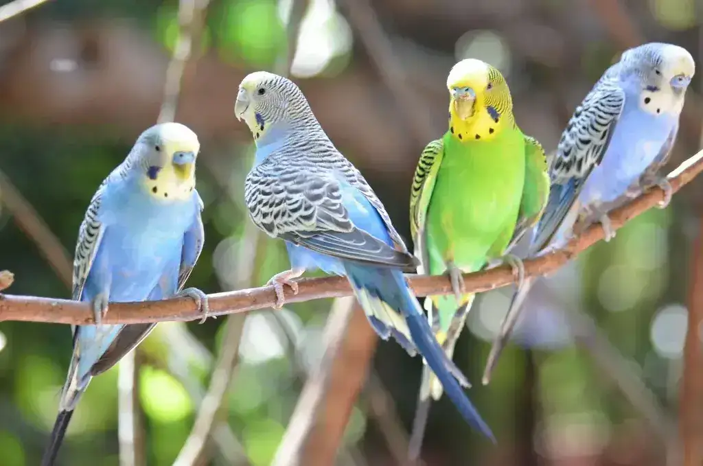 types of parrots