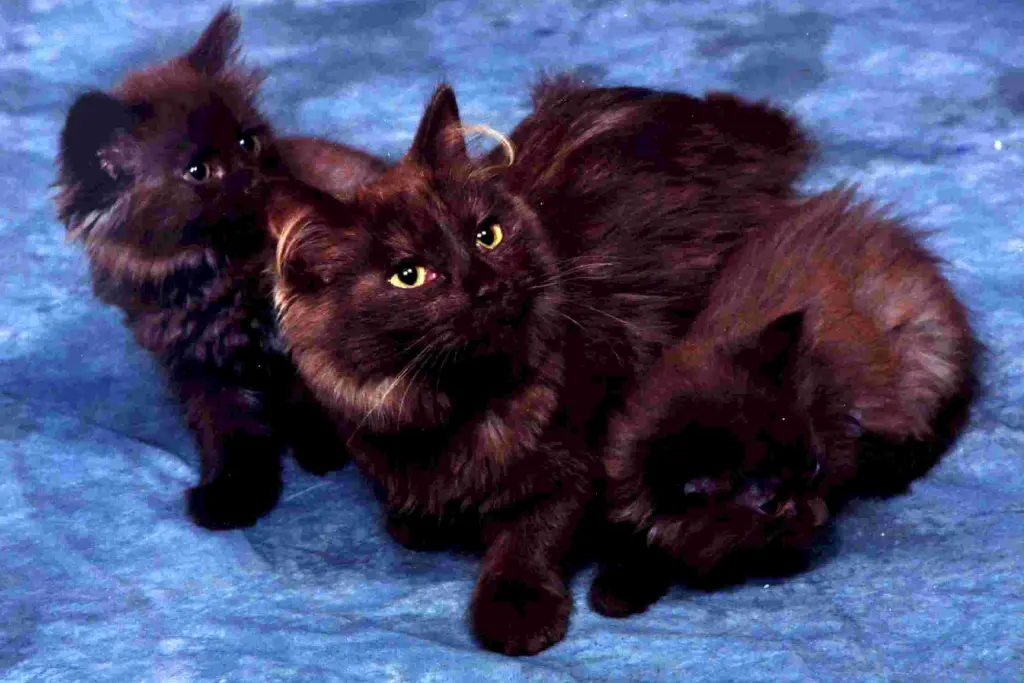 Chantilly-Tiffany Cats