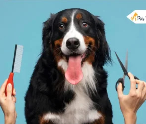 Grooming Your Dog At Home