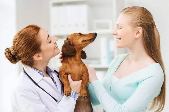 Liver Disease In Dogs