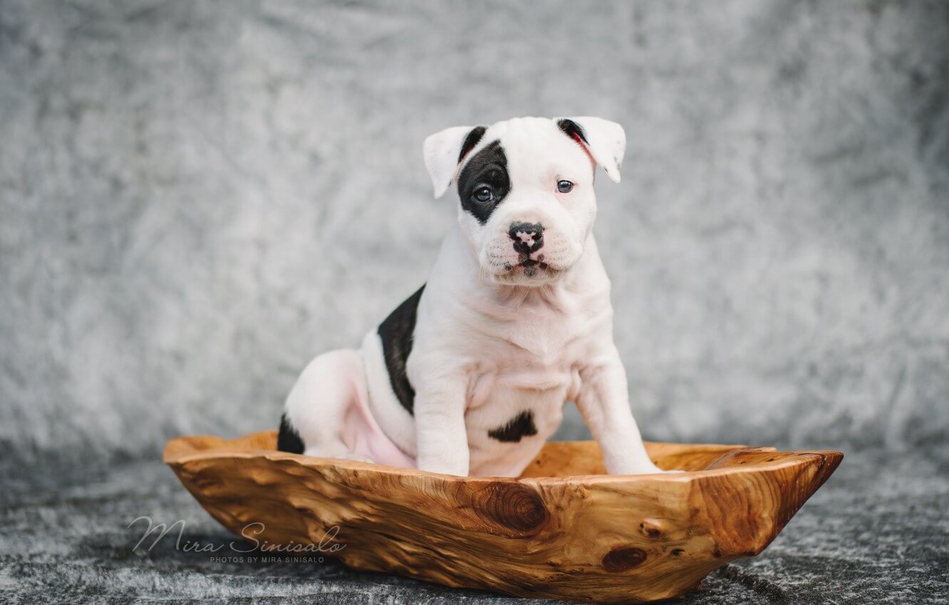 American Staffordshire Terrier: Most Loyal Dog Breeds
