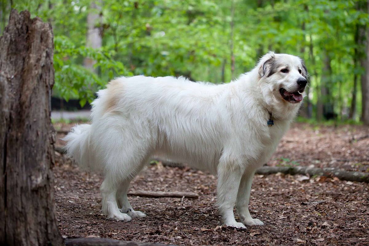 The Great Pyrenees: Most Loyal Dog Breeds