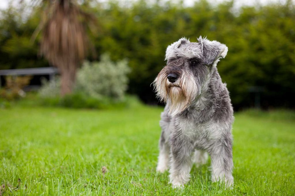 8 Best Dog Pet For Senior Citizen People - Pets Nurturing