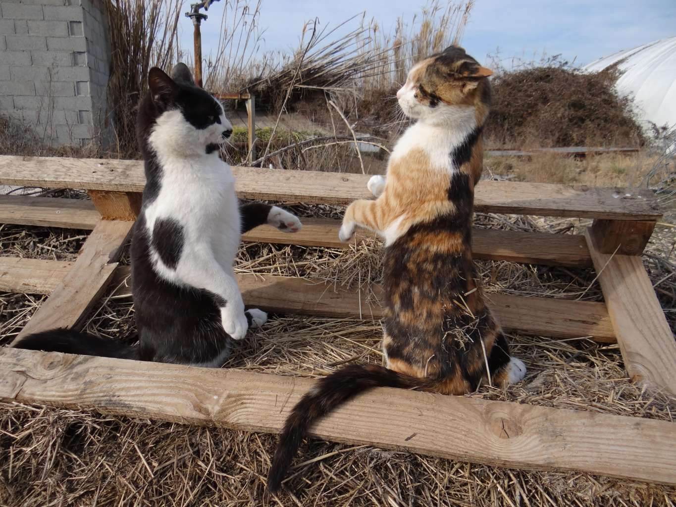  Cats Talking To Each Other