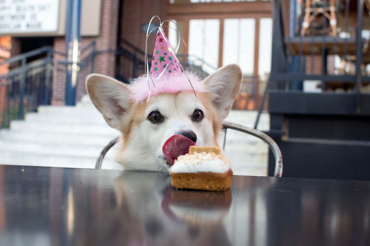 Dog Birthday Celebration