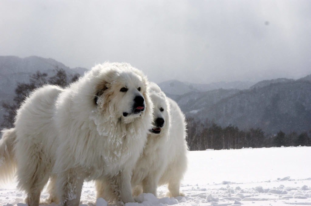Pyrenees: Polar Bear Dog Breeds | Polar Doodle Dogs
