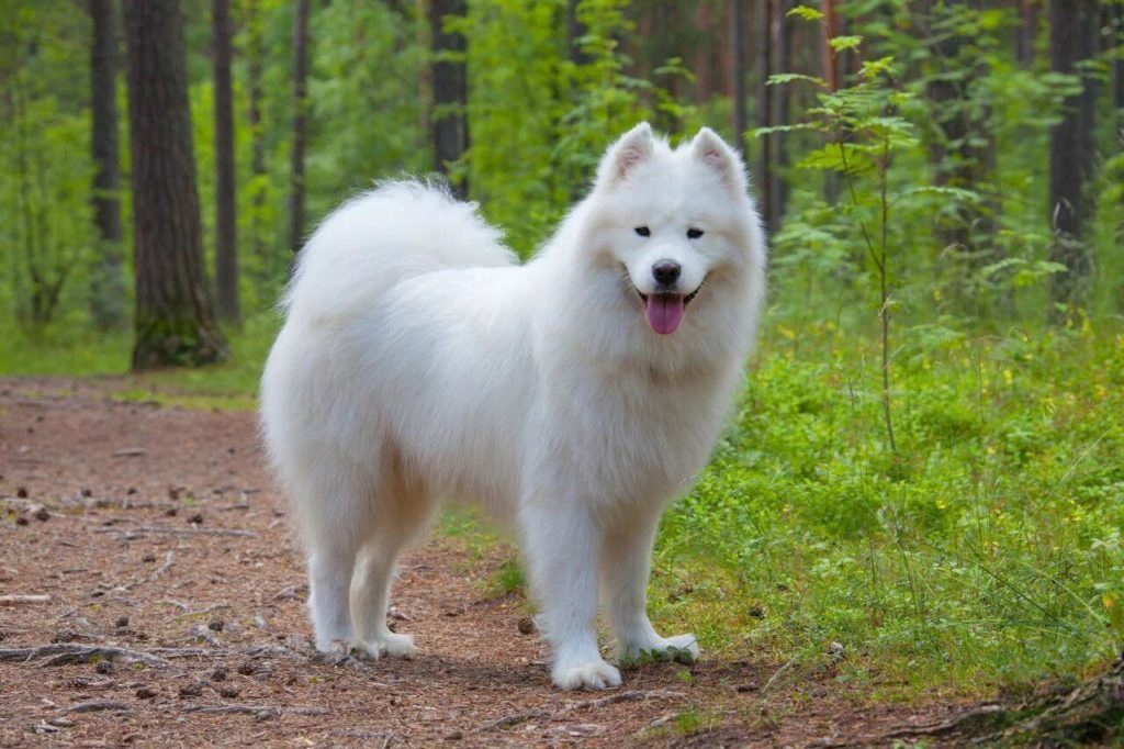 Samoyed: Polar Bear Dog Breeds | Polar Doodle Dogs