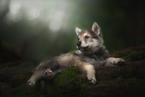 Wolfdog Facts- Can The Wild Be Tamed - Pets Nurturing