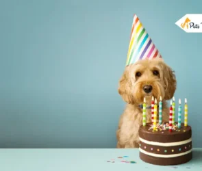 dog birthday celebration