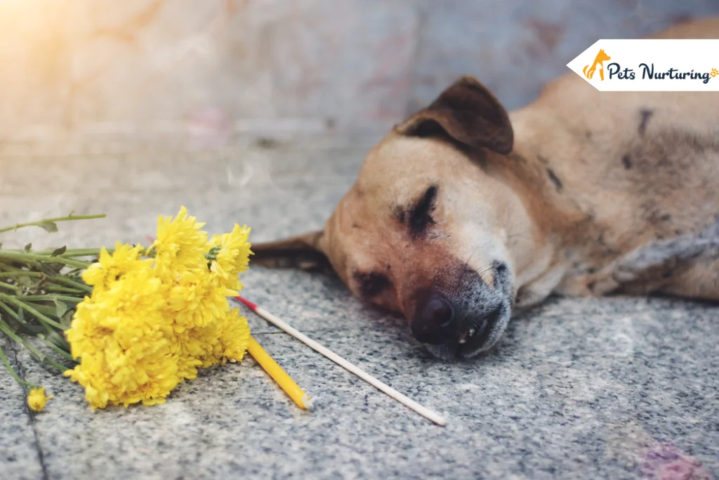 what To do when Your Dog Dies