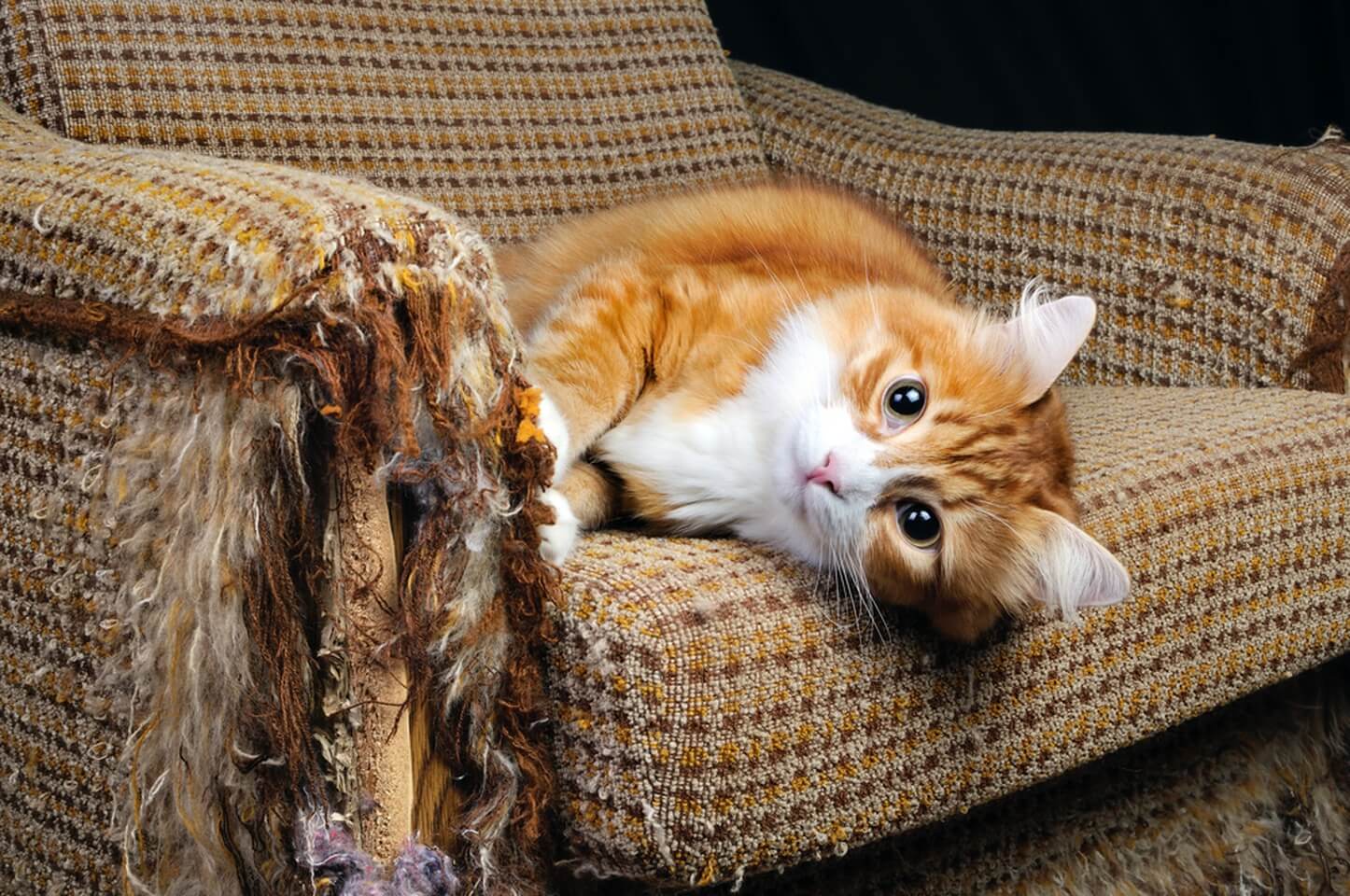 Cat Scratching Furniture