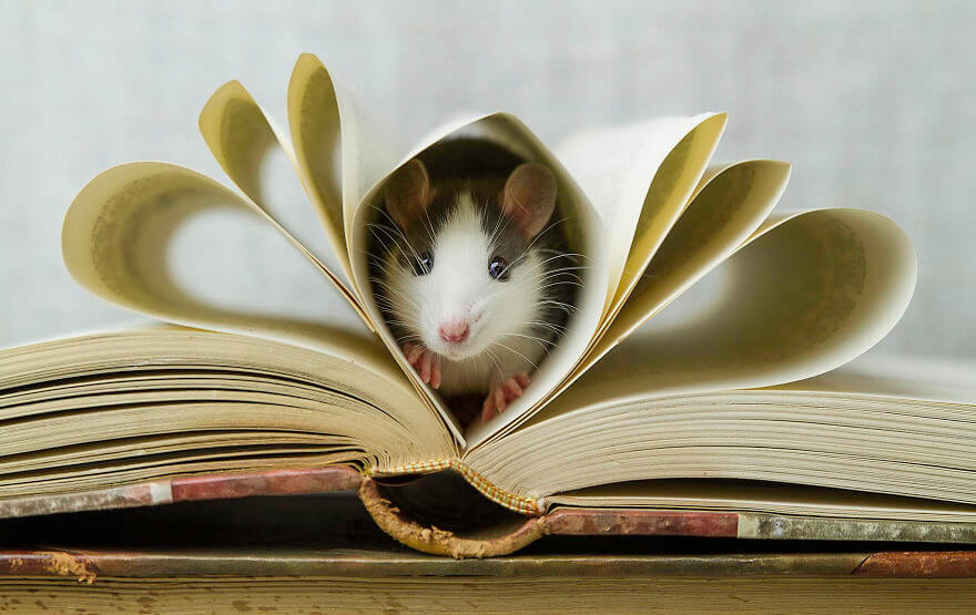 Pet Rat Care & Facts About Rats