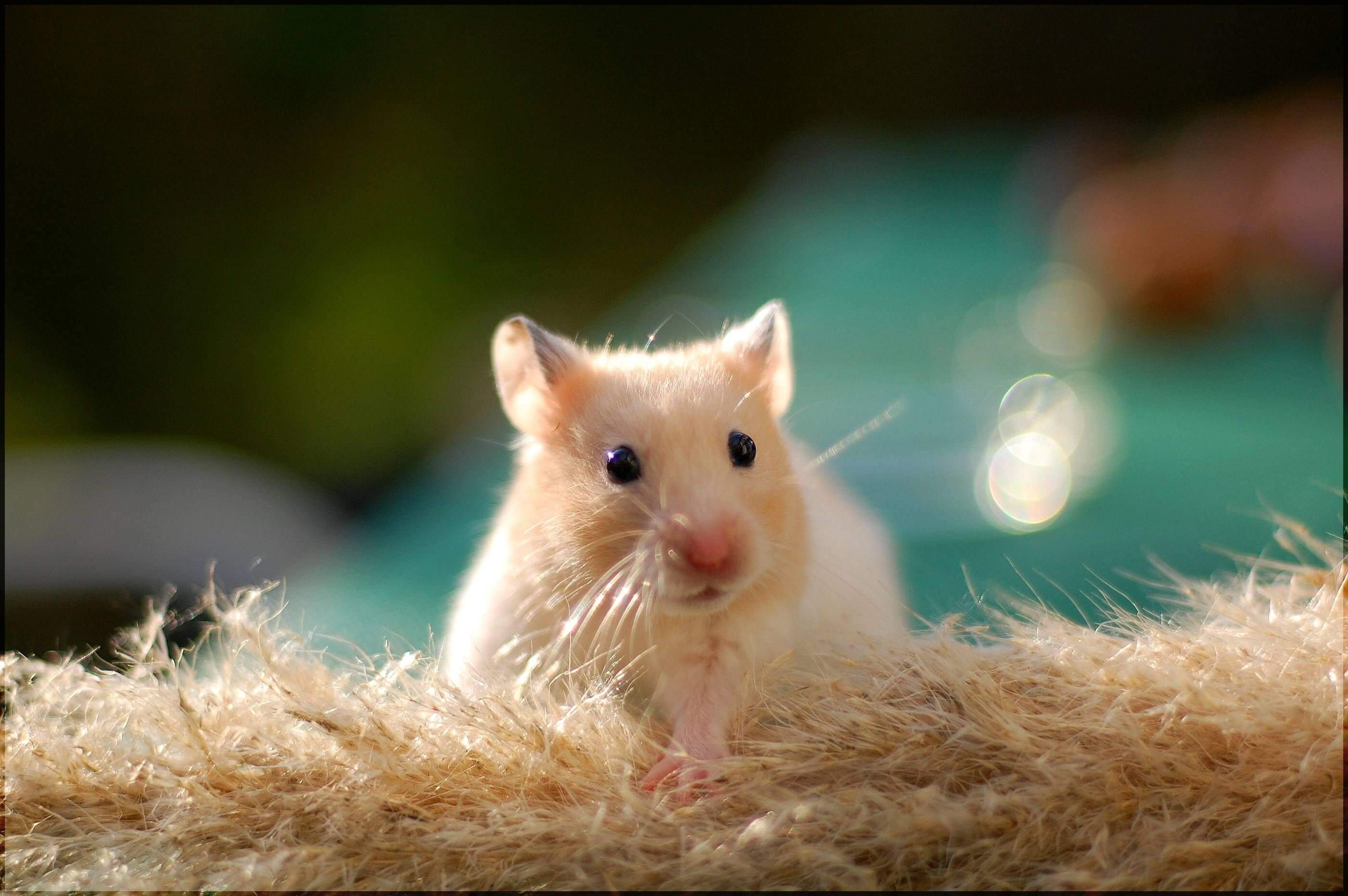 Pet Rat Care & Facts About Rats