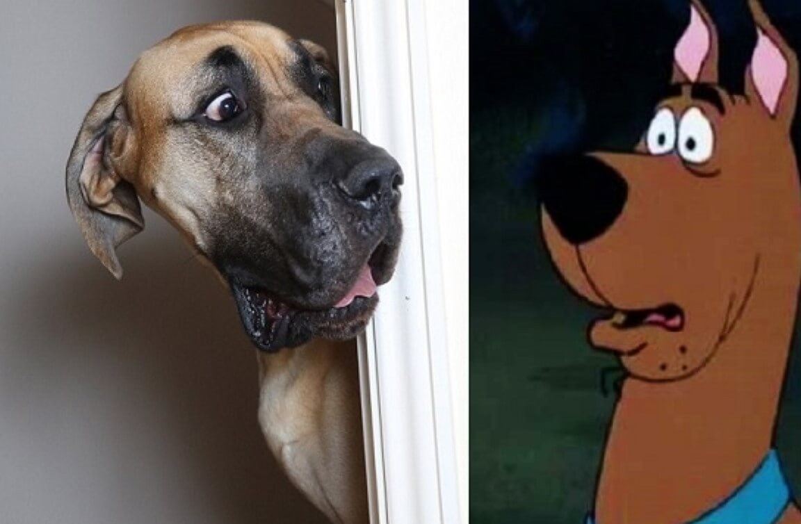 Scooby Doo In Real Life